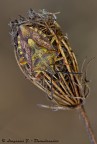 Elasmucha grisea (Linnaeus, 1758) Elasmucha grisea (Linnaeus, 1758)