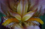 sensualit� floreale (iris)