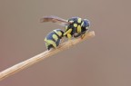 Odynerus sp Odynerus sp