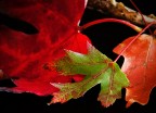 Autunno Autunno