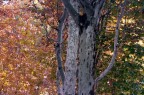 colori d'autunno