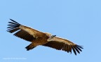 Grifone - Gyps fulvus