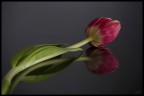 Tulipano Tulipano