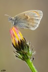 coenonyphapamphilus. coenonyphapamphilus.