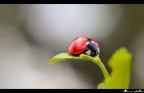l'ultima coccinella d'autunno