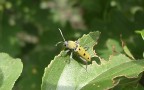 yellowbug yellowbug