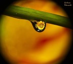Fiore Nella Goccia (1^ Prova) Fiore Nella Goccia (1^ Prova)