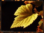 Caldo Autunno Caldo Autunno