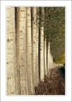 Il cammino degli alberi Il cammino degli alberi