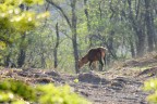 c'era una volta nel bosco.... c'era una volta nel bosco....