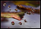 macro nature 6 macro nature 6