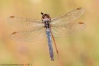 Orthetrum coerulescens