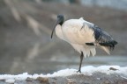 Ibis Sacro