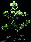 bonsai bonsai
