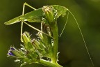 Controluce...con tettigonia Controluce...con tettigonia