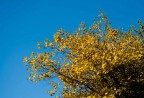 Autunno dorato Autunno dorato