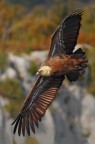 GRIFONE AHCH'IO.......... GRIFONE AHCH'IO..........