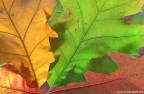 L'autunno avanza L'autunno avanza