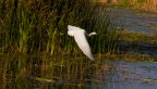 In volo