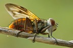 Mosca Mosca