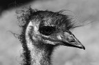 sguardo da struzzo sguardo da struzzo
