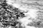 Shells vs sea Shells vs sea