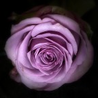 rosa rosa