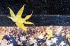Maple leaf Maple leaf