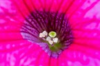 Petunia Petunia