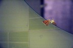 butterfly's mirror butterfly's mirror