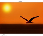 volando volando