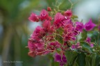 Flowers..Bouganville Flowers..Bouganville