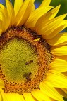 Girasoli&Api Girasoli&Api