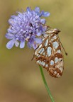 Issoria lathonia Issoria lathonia