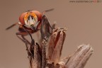 red eyes... red eyes...