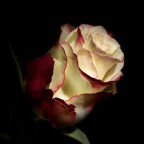 rosa rosa