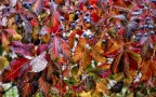 Autunno in casa Autunno in casa