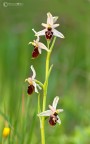 Ophrys exaltata subsp. montis-leonis Ophrys exaltata subsp. montis-leonis