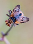 Ectophasia crassipennis Ectophasia crassipennis