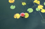 fiore fiore