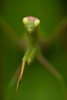 mantis - concetto mantis - concetto