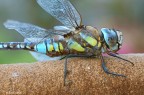 Il riposo del gigante alato 2 Il riposo del gigante alato 2