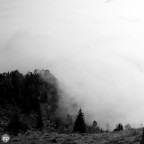 fog. fog.