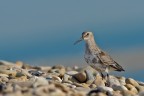 Piovanello pancianera (Calidris alpina) Piovanello pancianera (Calidris alpina)