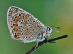 Imperlata di rugiada Imperlata di rugiada