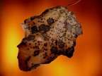 Autunno infuocato!!!!! Autunno infuocato!!!!!