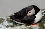 PUFFIN PENSIEROSO......... PUFFIN PENSIEROSO.........