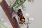 Culla di coccinelle