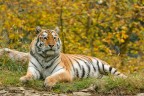 Tigre @ Parco Natura Viva - VR Tigre @ Parco Natura Viva - VR