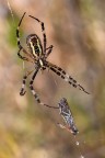 F18-1/50-ISO 500 

-Famiglia degli Araneidi: Argiope Bruennichi femmina con preda Famiglia degli Acrididi: Omocestus Rufipes

[url=http://i1128.photobucket.com/albums/m500/hawkeye691/_MG_8642-1600-per-il-web.jpg][b]Clicca qui per la versione ad alta risoluzione![/b][/url]